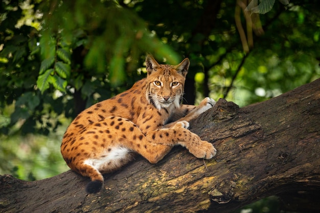 Steinbockkampf im felsigen Berggebiet Wilde Tiere in Gefangenschaft Zwei Männchen kämpfen um Weibchen