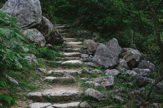 Steintreppen führen zum Wald