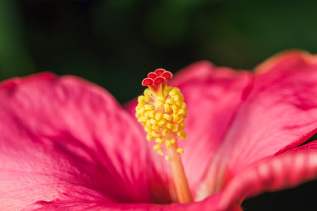 Stempel der wundervollen rosafarbenen Blume