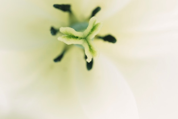 Kostenloses Foto stempel und staubblatt einer zarten weißen blume