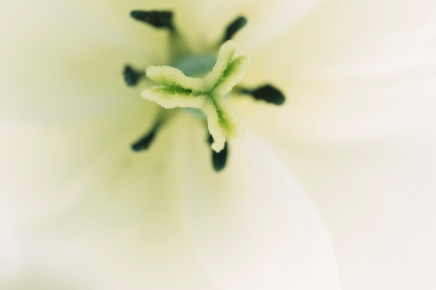 Stempel und Staubblatt einer zarten weißen Blume
