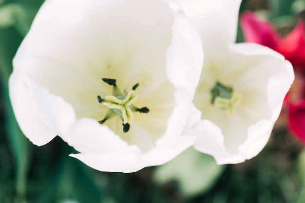 Stempel und Staubgefäß einer schönen weißen Tulpenblume