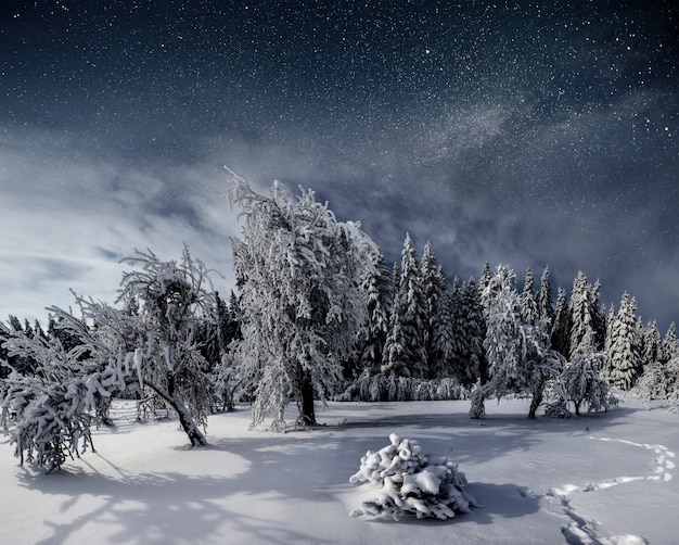 Kostenloses Foto sternenhimmel in der schneebedeckten winternacht. fantastische milchstraße am silvesterabend. sternenhimmel verschneite winternacht. die milchstraße ist ein fantastischer silvesterabend