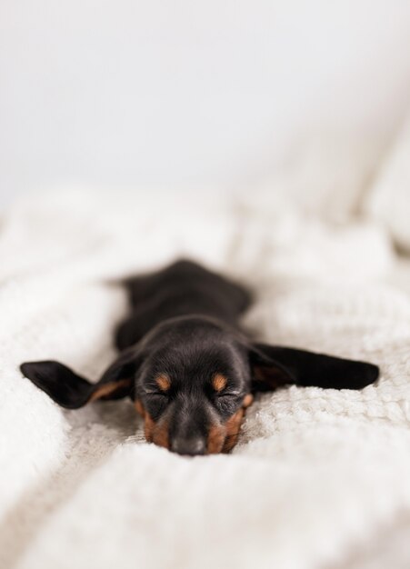 Österreichischer Black and Tan Hound Welpe schläft