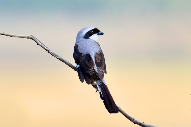 Steuervogel auf einem Ast