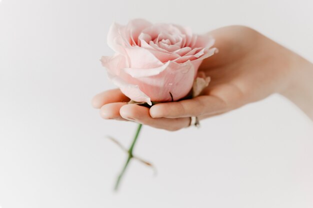 Ästhetische rosa Rose in der Aromatherapie-Kampagne der Frauenhand