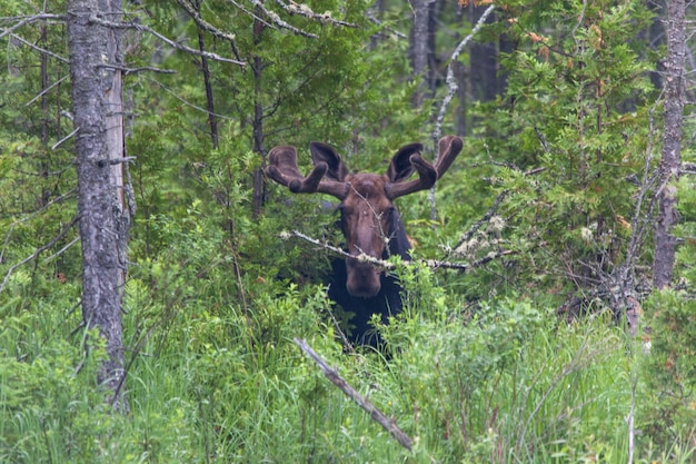 Stierelch in der Ferne stehend in der Nähe der Bäume in Kanada