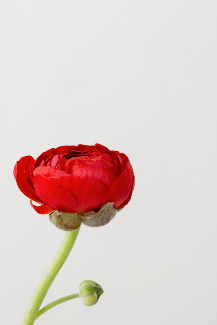 Kostenlose Foto stillleben-anordnung der inneren blume in der vase