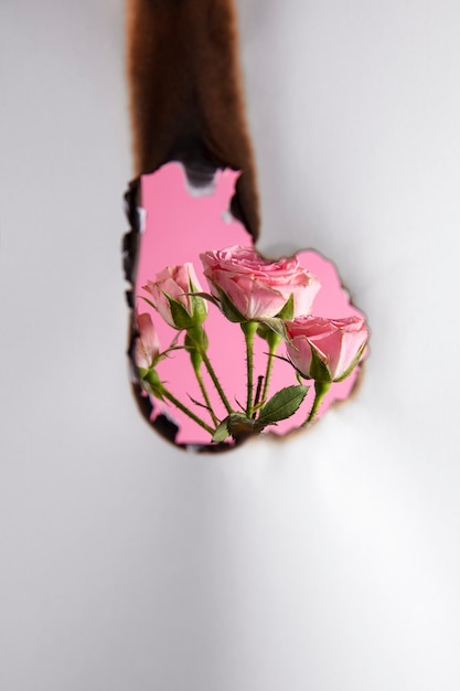 Stillleben aus verbranntem Papier mit Rosenblumen