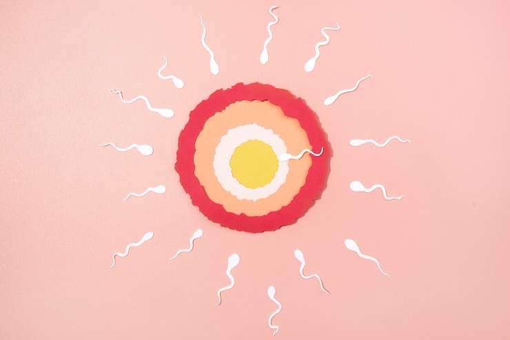Kostenlose Foto stillleben eierstock umgeben von spermatozoid