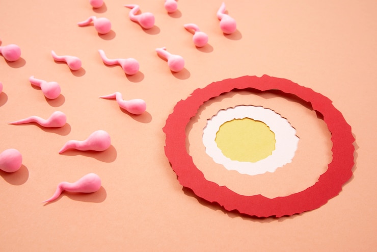 Kostenlose Foto stillleben eierstock umgeben von spermatozoid