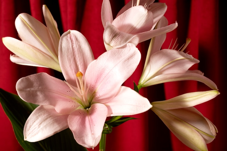Kostenlose Foto stillleben mit blumenarrangement