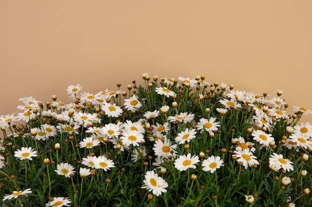 Kostenloses Foto stillleben mit gänseblümchen