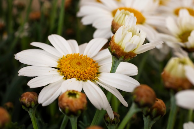 Kostenloses Foto stillleben mit gänseblümchen