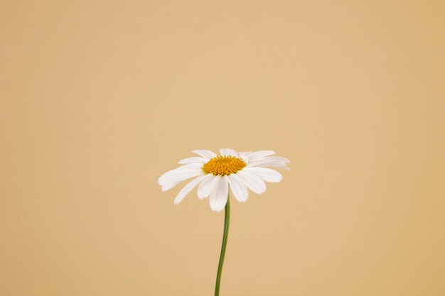 Kostenloses Foto stillleben mit gänseblümchen