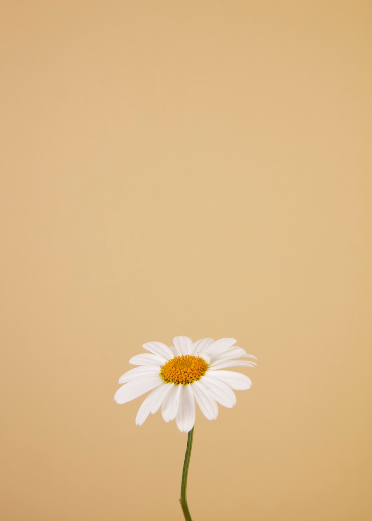 Kostenlose Foto stillleben mit gänseblümchen