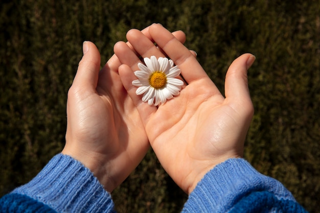 Kostenloses Foto stillleben mit gänseblümchen