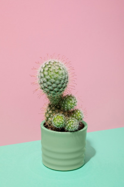 Stillleben mit Kaktuspflanze