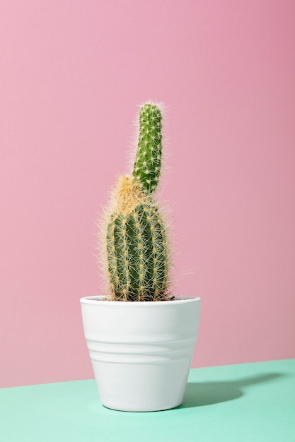 Kostenloses Foto stillleben mit kaktuspflanze