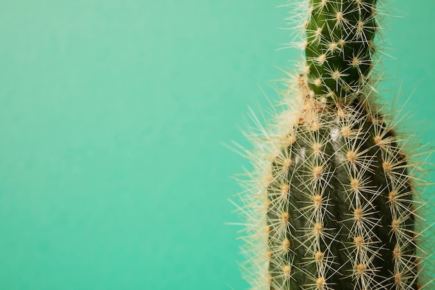 Stillleben mit Kaktuspflanze