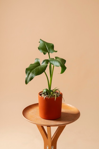 Kostenloses Foto stillleben mit zimmerpflanzen