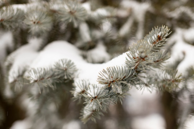 Stilllebenwinterszene mit Schnee