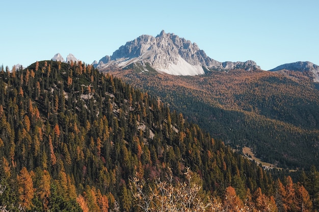 Stirn und grüner Baum auf Berg