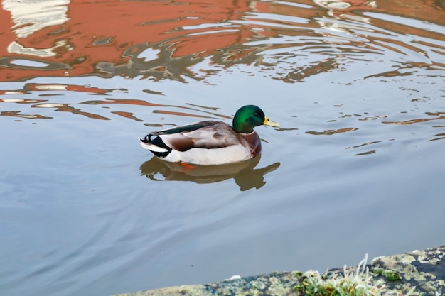 Stockente, die tagsüber in einem See schwimmt