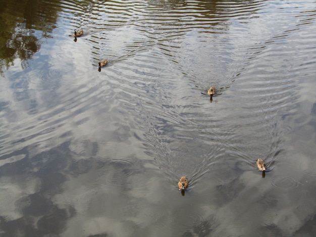 Stockenten schwimmen im Teich