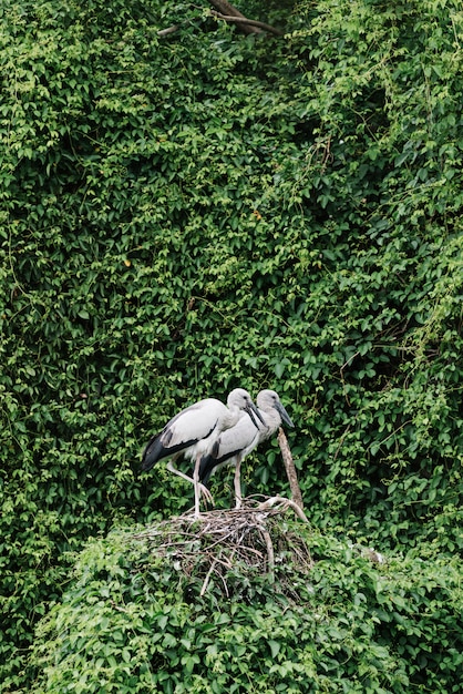 Kostenloses Foto störche auf einem üppigen nest umgeben von viel grün