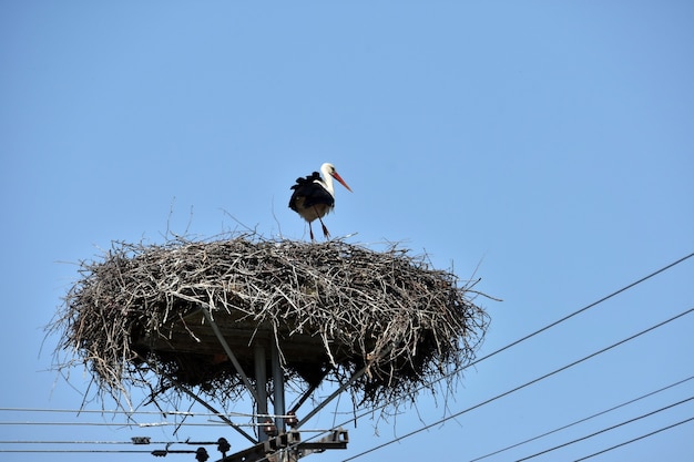 Storch im Nest am Strommast mit Straßenlaterne