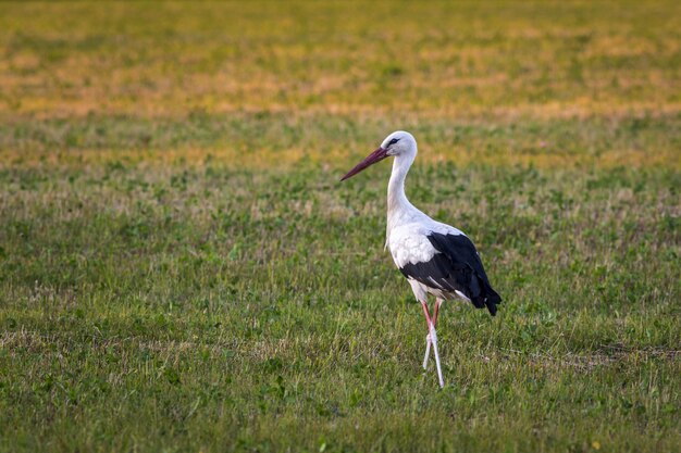 Storch steht auf grünem Feld