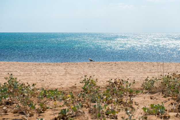 Strand auf der Krim