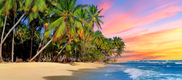 Strand mit Kokospalme bei Sonnenuntergang