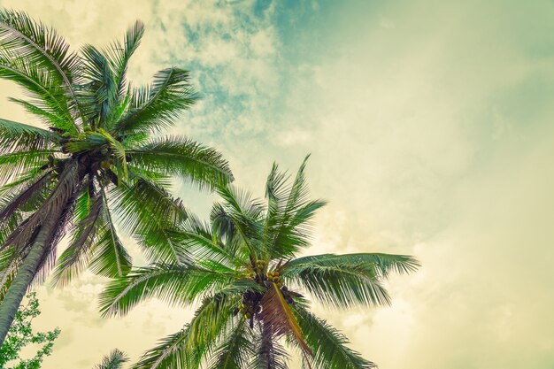 Strand-Palme von unten