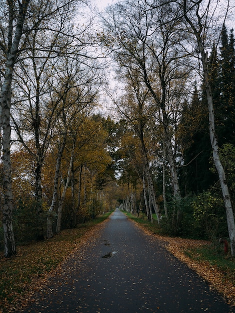 Straße bedeckt mit getrockneten Blättern, umgeben von Bäumen im Herbst