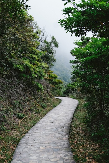 Straße, die zu den Regenwäldern führt