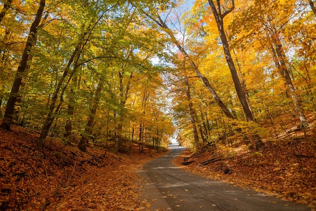 Straße in einem Wald, der im Herbst unter dem Sonnenlicht mit Bäumen bedeckt ist