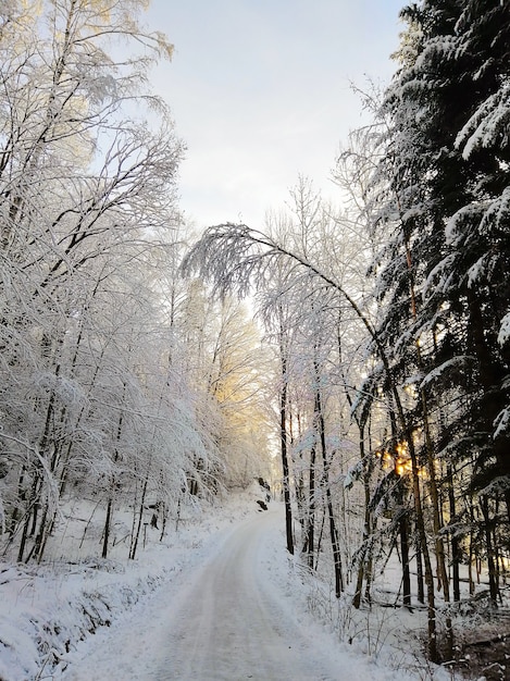 Straße in einem Wald umgeben von Bäumen, die im Schnee unter dem Sonnenlicht in Larvik in Norwegen bedeckt sind