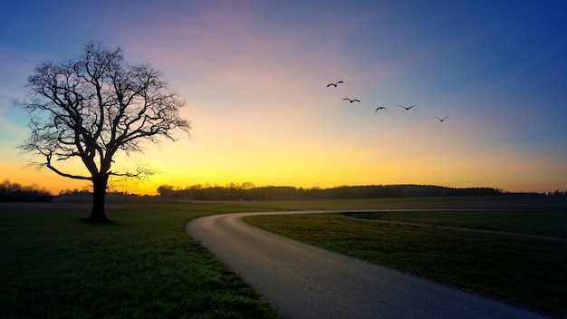 Straße neben Baum während der goldenen Stunde