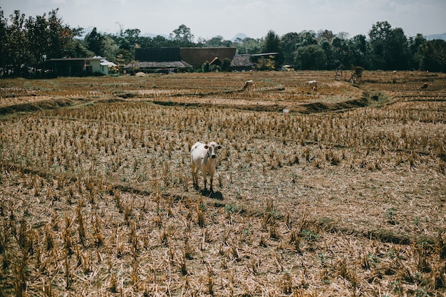 Straße Thailand, Natur