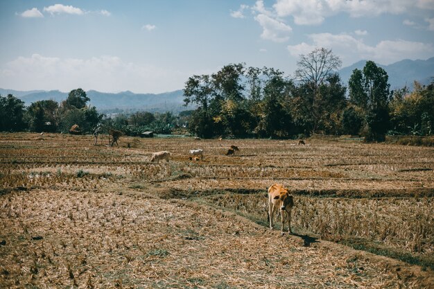 Straße Thailand, Natur