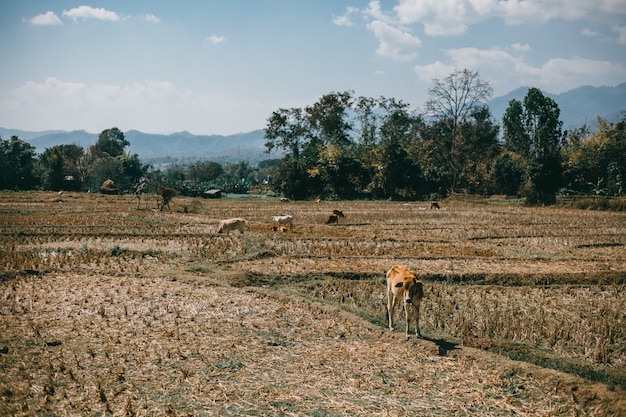 Straße Thailand, Natur