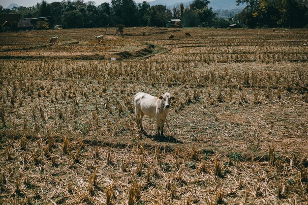 Straße Thailand, Natur