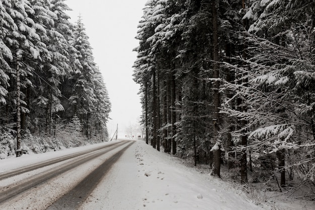 Straße und immergrüner Wald im Winter