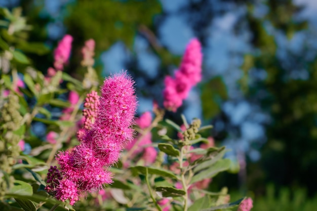 Strauch, der mit roten, flauschigen Blumen blüht, Nahaufnahme, neutrale Hintergrundidee, beliebte Sträucher für die Gartendekoration, Hintergrundidee mit freiem Platz