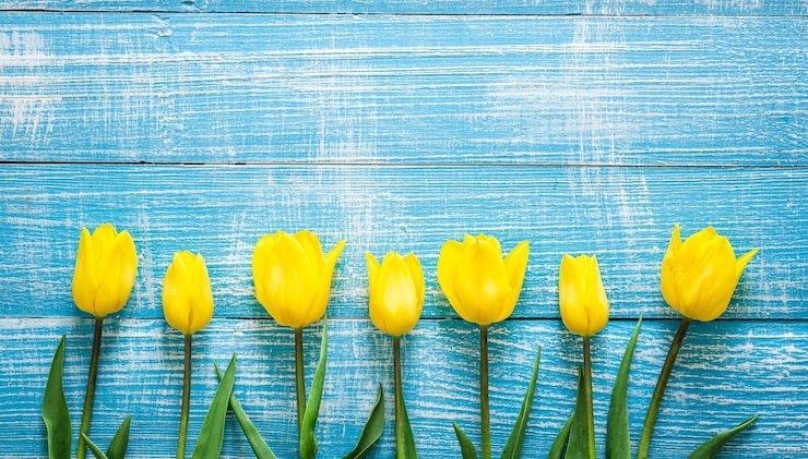 Kostenlose Foto strauß gelber tulpen auf blauem holzhintergrund, draufsicht