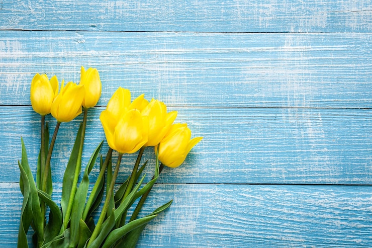 Kostenlose Foto strauß gelber tulpen auf blauem holzhintergrund, draufsicht