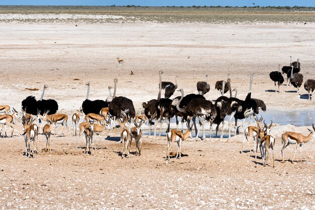 Strauße im Naturlebensraum am Etosha-Nationalpark, Namibia, Südafrika