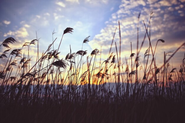 Straw mit Wolken Hintergrund